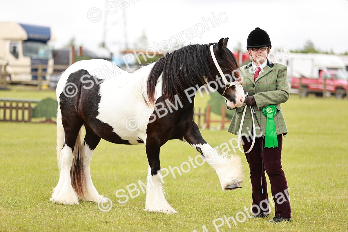 SBM_06008 - Class 39-41 TGCA In Hand and Ridden
