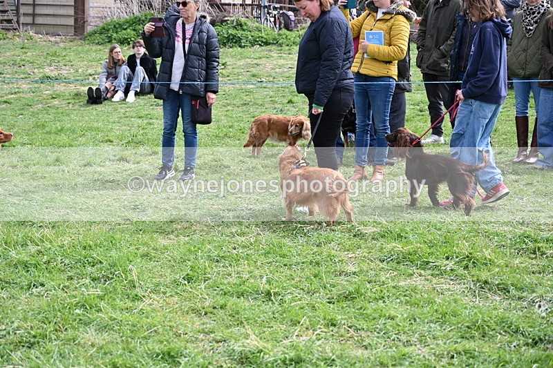 WJ6_8791 - Class 8 Best Working / Gun Dog or Bitch