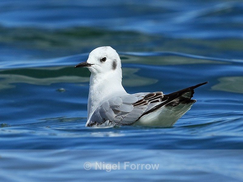 Bonaparte's Gull swimming on Farmoor 2 - Bonaparte's Gull