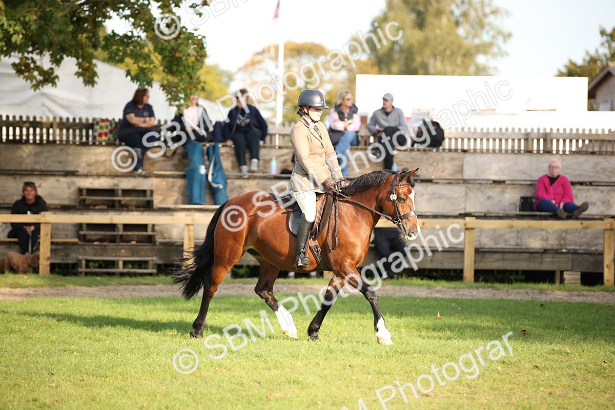 SBM_54321 - S27 - Mature Veteran - Ridden