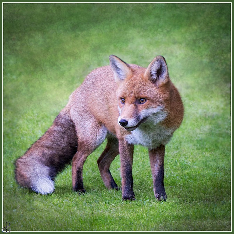 Wildlife Photography by Diana Uzun