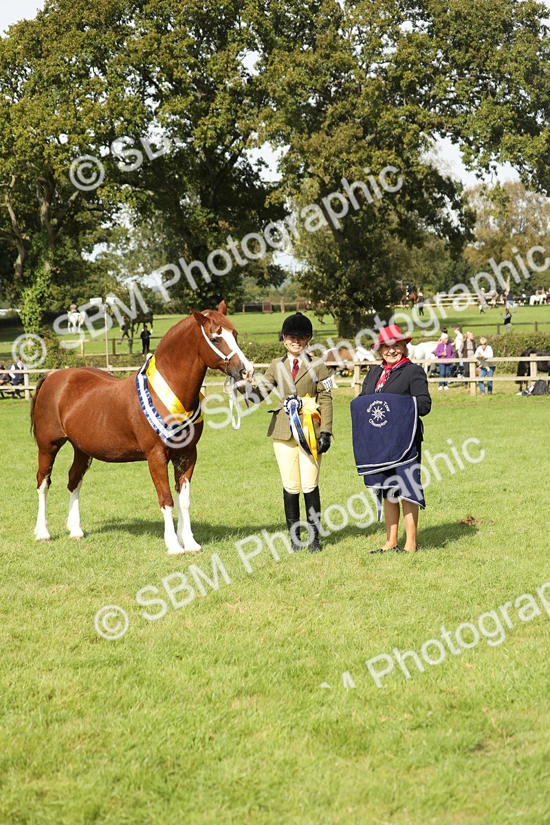 SBM_66369 - In Hand Pony & Youngstock Supreme Championship