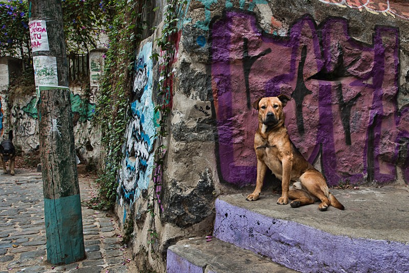  - Street Art & Stray Dogs - Valparaiso, Chile