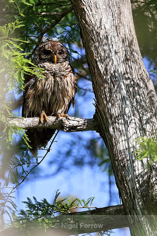 Barred Owl, Corkscrew Swamp, Florida - Barred Owl