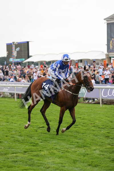 yr20082021r4-108 - Race 4 3.35pm Coolmore Wootton Bassett Nunthorpe Stakes (British Champions Series Race)