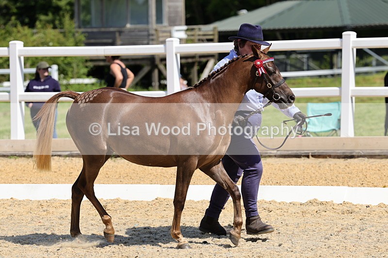 1X9A1099 - Class 8: Open Show/Hunter Pony not to exceed 153cm
