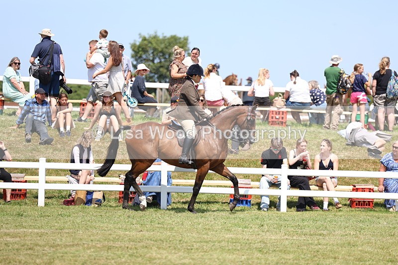 3E7A9289 - Class 12: Open Racehorse to Show Horse