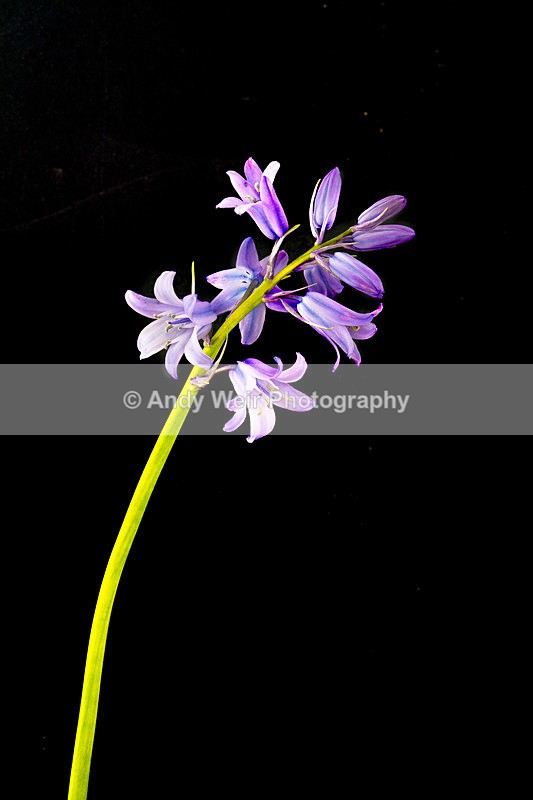 20130526-_MG_3873-1984 - Plants & Flowers