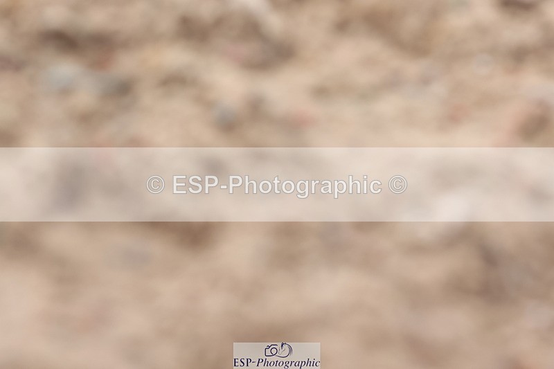 240706A-170503-04558 - Cls 9 RT Novice 27