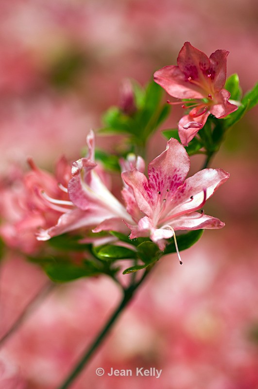 Flower - 4794 - Pink