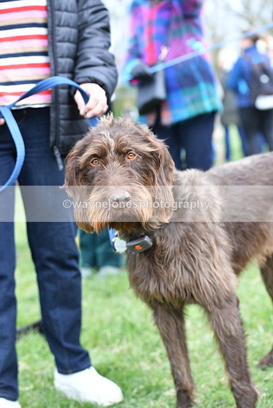 WJ5_9262 - Class 1 Best Cross Breed / Heniz 57