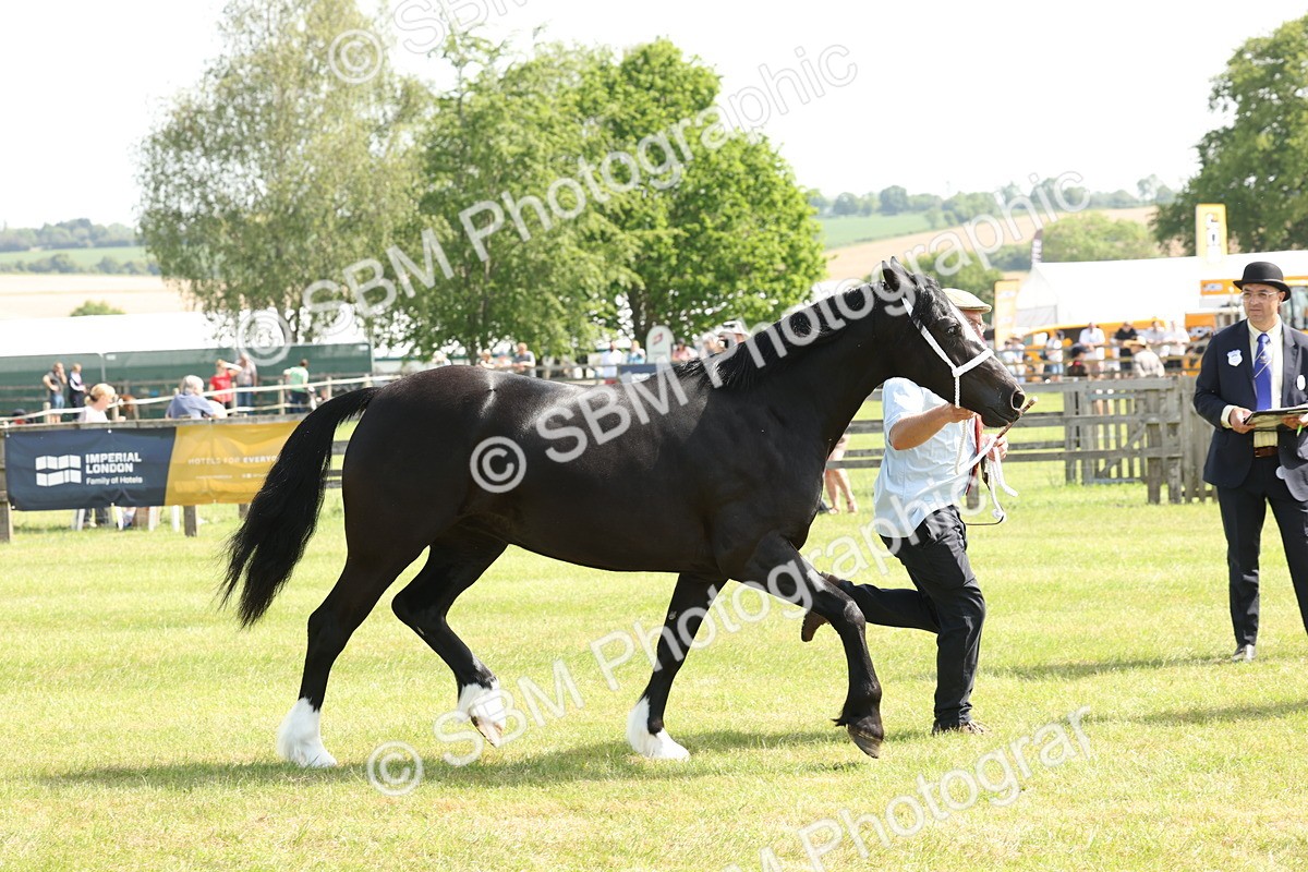 SBM_02254 - Class 6-13 - Mountatin and Moorland In Hand Welsh Breeds