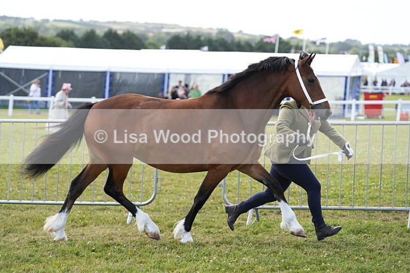 DSC05770 - Class 51: NPS M&M 4 years and over Large Breeds