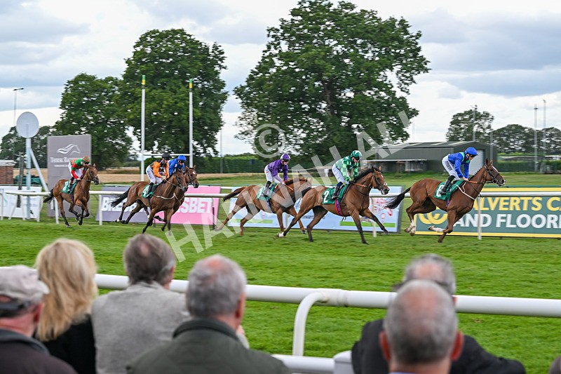 080825-Race 5-Paddy The Squire-2574 - Race 5