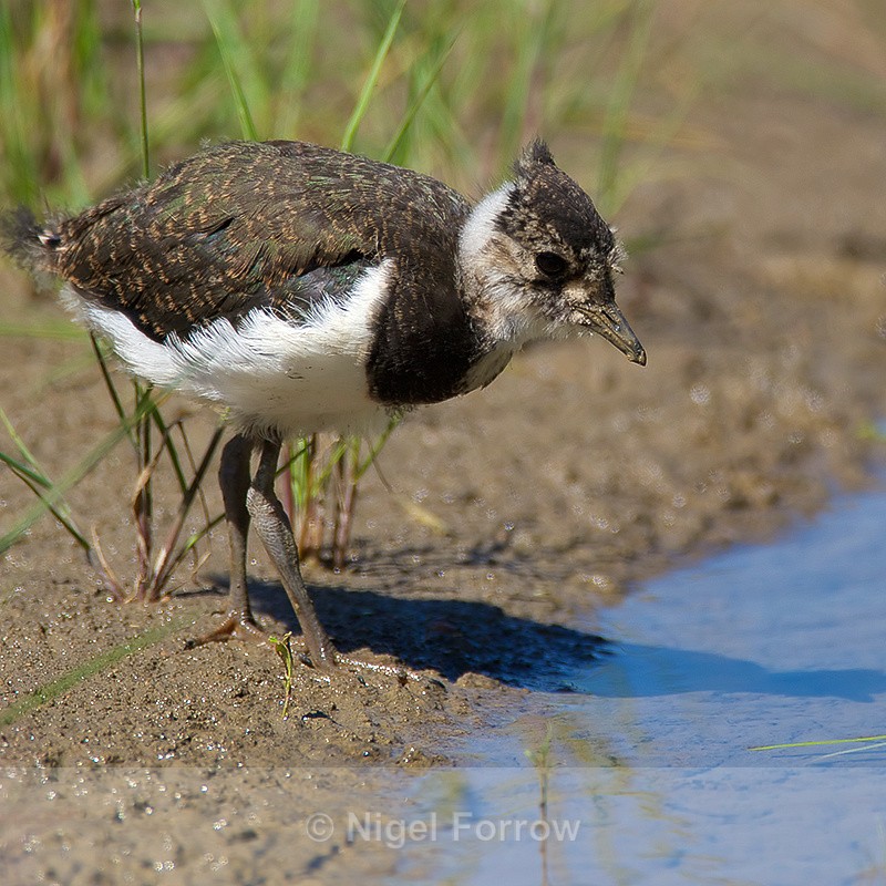 Lapwing chick on the Closes at Otmoor - Lapwing