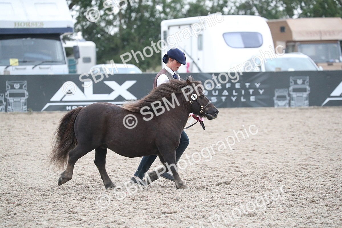 SBM_18032 - Class 317 IH Pure bred Horse/Pony