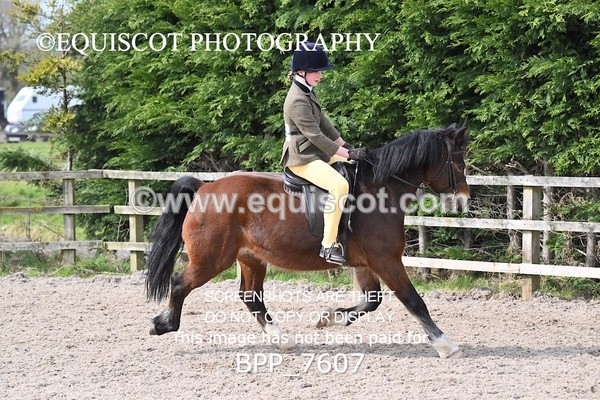 BPP_7607 - RING 1  (RIDDEN HORSES / IN HAND / VETERAN ETC)
