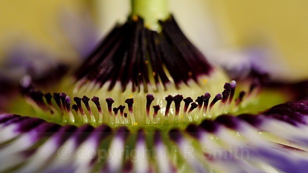 “ Gas Ring” - MACRO & CLOSE UPS