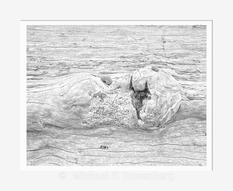 Driftwood 6, Rialto Beach WA (2014/D00756) - CALIFORNIA, OREGON, AND WASHINGTON STATES