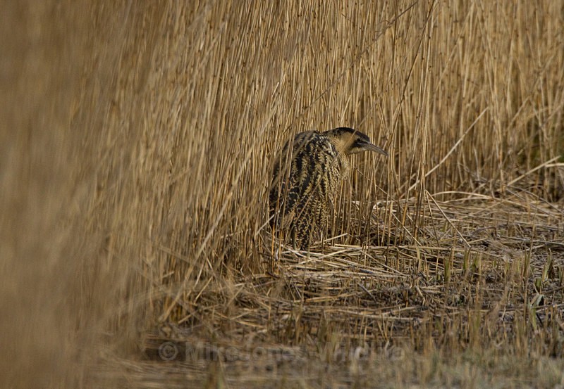 BITTERN, LEIGHTON MOSS, JAN 2011 - BITTERNS
