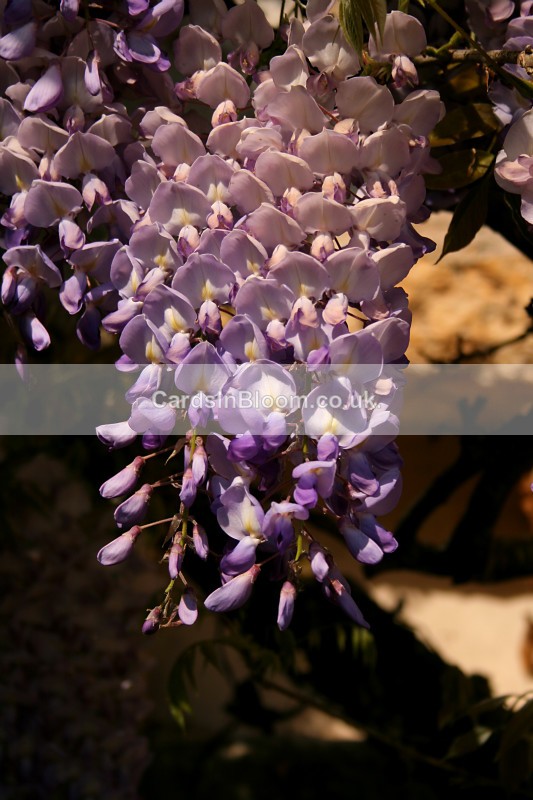  - GARDEN FLOWERS