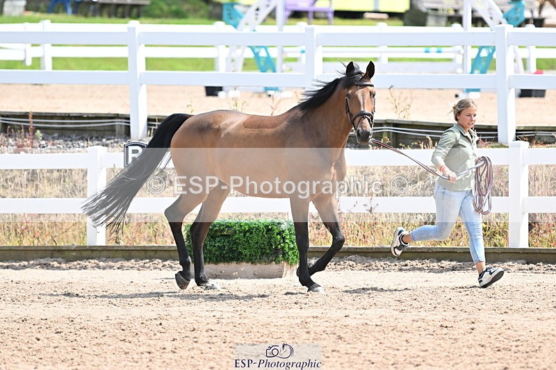 240717A-145216-02355 - Trot Up 2pm to 3pm - This folder is not in time order