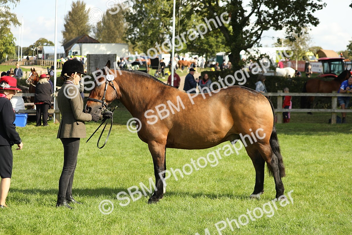 SBM_62346 - S45 - Mini Show Cob In Hand