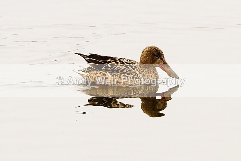 20120212-_MG_8652 - Shoveler