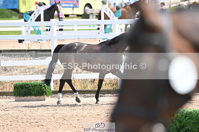 240717A-153813-02935 - Trot Up 3pm to 4pm