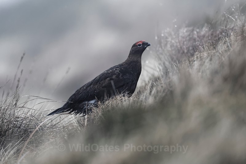 Red Grouse Jan 2018 - Mountain Hares and Red Grouse