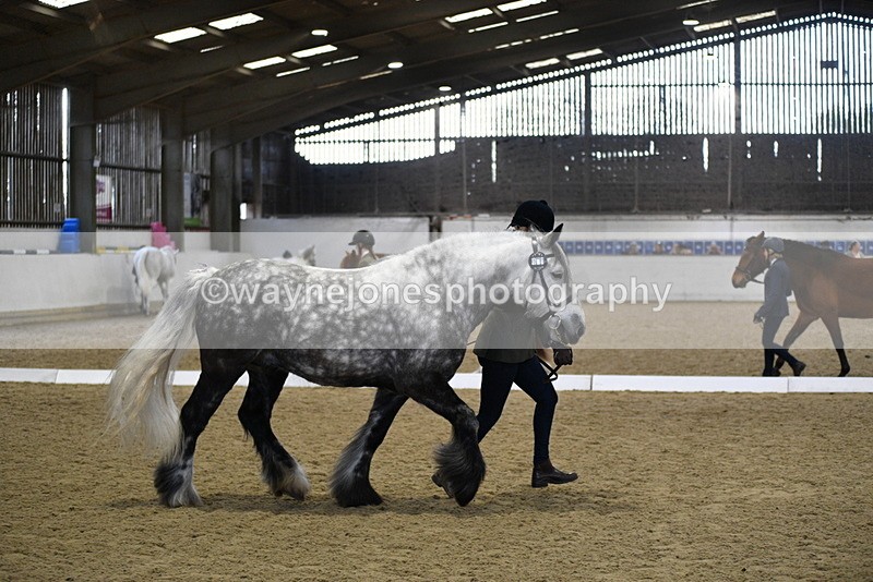 WJ5_4313 - Class 6 In hand M&M - Large Breeds