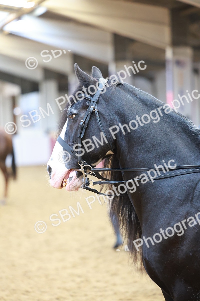 SBM_09726 - Class 102 - HOYS Veteran Qualifier - Ridden Veteran