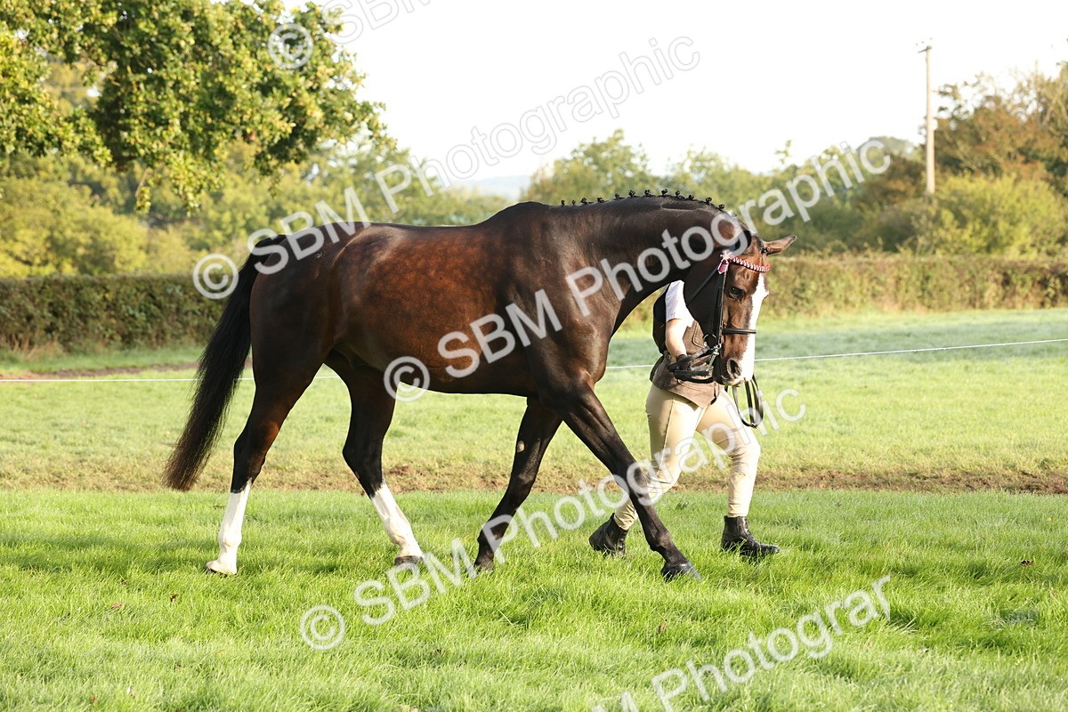 SBM_54929 - S52 - Riding Horse & Hack & thoroughbred In Hand