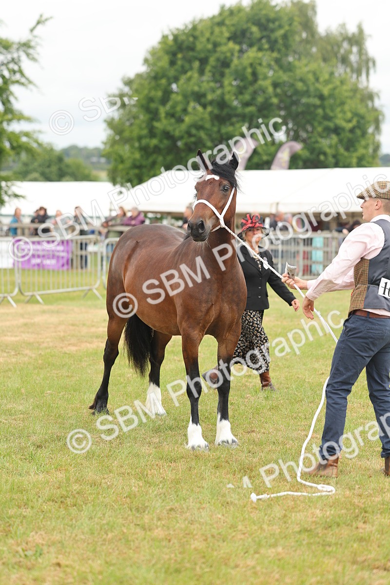 SBM_04982 - Class 50-57 - M&M Welsh Pony In Hand
