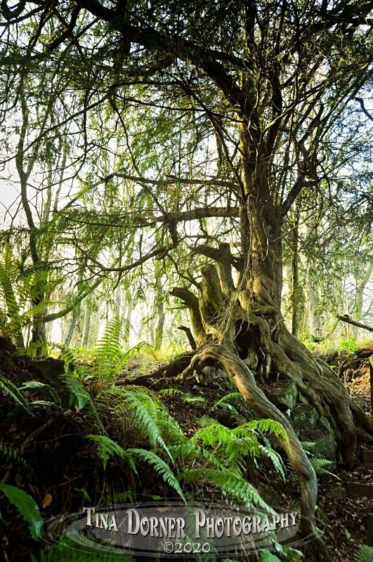 Yew Tree in Rock from Autumn Forest of Dean and Wye Valley Portfolio by Tina Dorner Photography