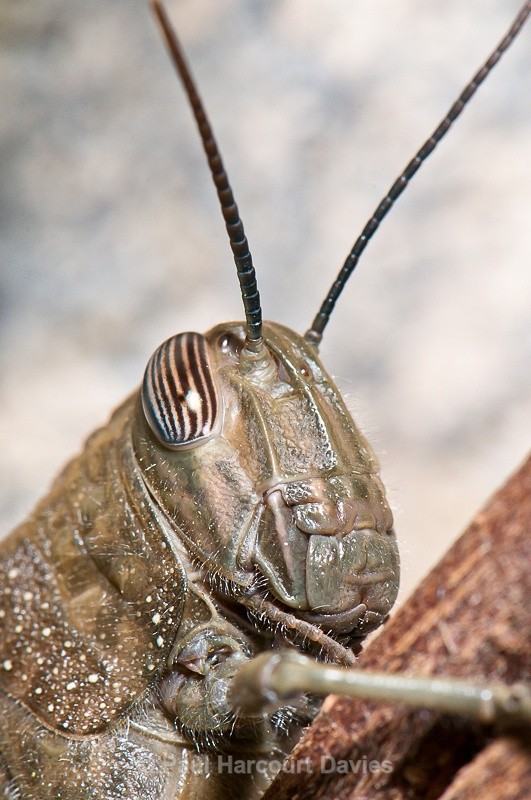 - Bugs: Macro insects