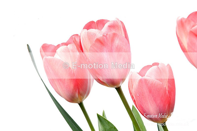 060420 -185591a - Nature