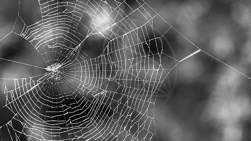 Inter_Web - Everything Else