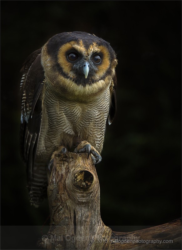 Asian Brown Wood Owl - Flora & Fauna