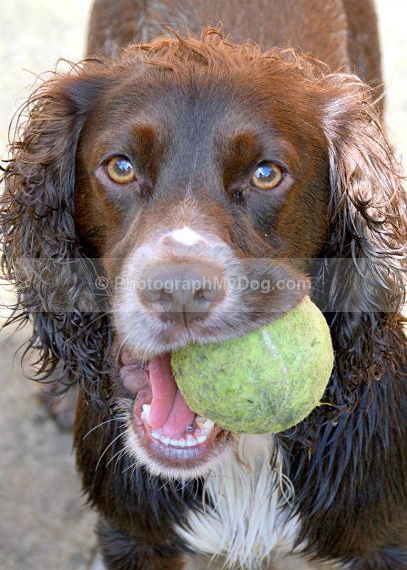  - Cocker Spaniels