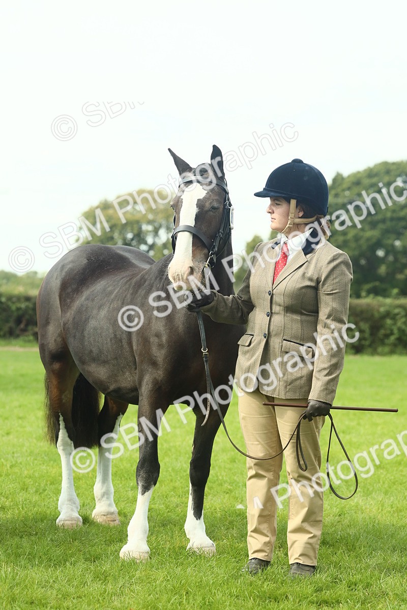 SBM_66484 - S34 - Rehabilitated Rescue Horse & Pony In Hand & Ridden
