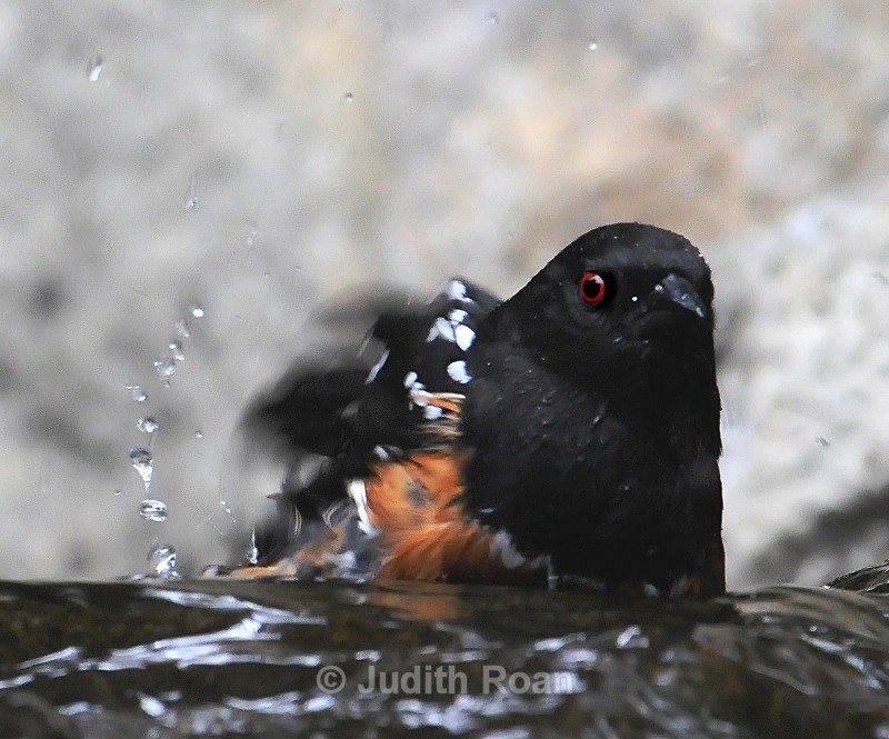 Spotted Towhee, male - Backyard Bathing Birds