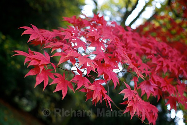  - Autumn