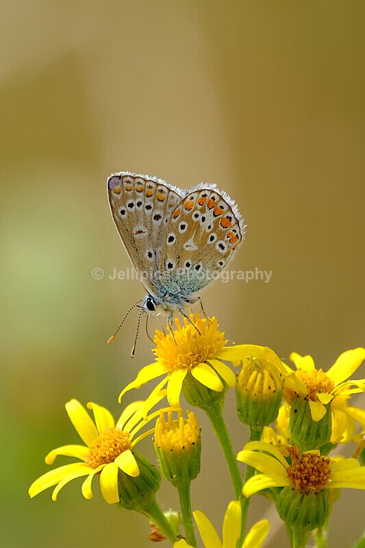  - Wildlife and Nature