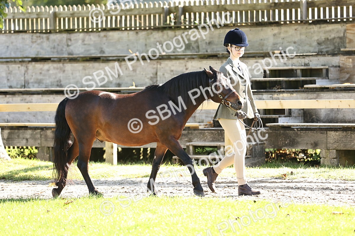 SBM_15936 - S1 - TSR in Hand Horse & Pony Showing