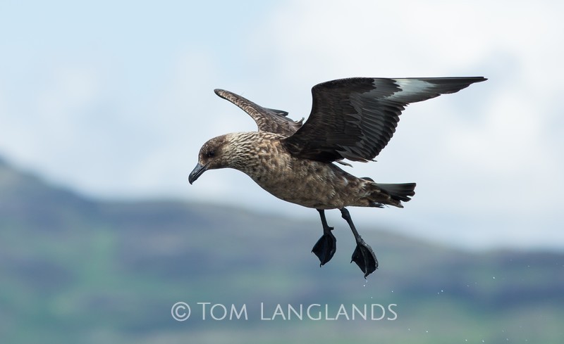 Great Skua - All Other Birds
