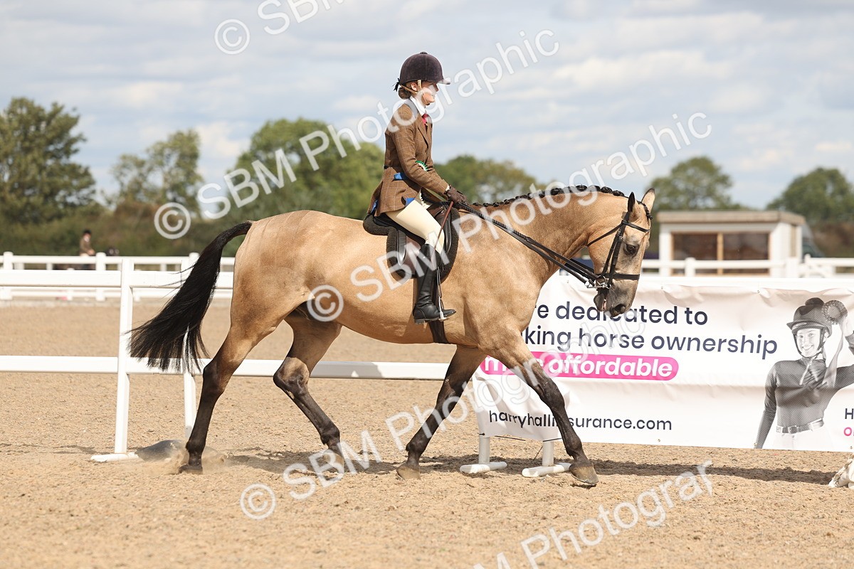 SBM_14875 - Class 308 - Ridden Coloured Horse