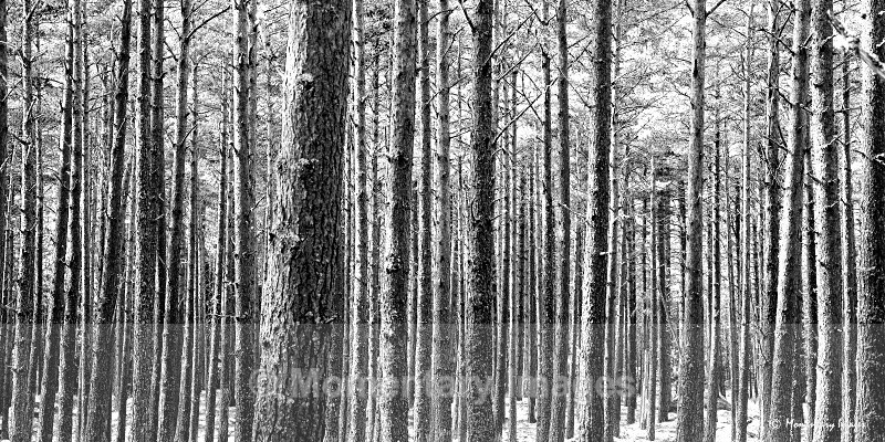 Bark code black and white - Black and White