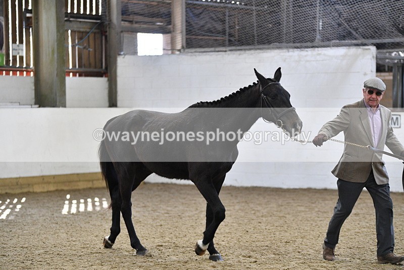 WJ5_4793 - Class 3 Part Bred In hand