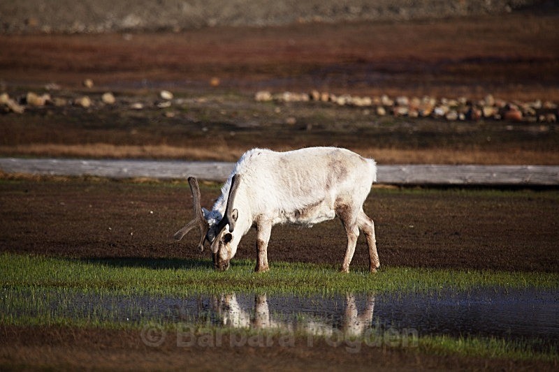 Reindeer 7257 - Wildlife